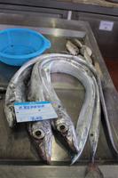 Degenfisch 