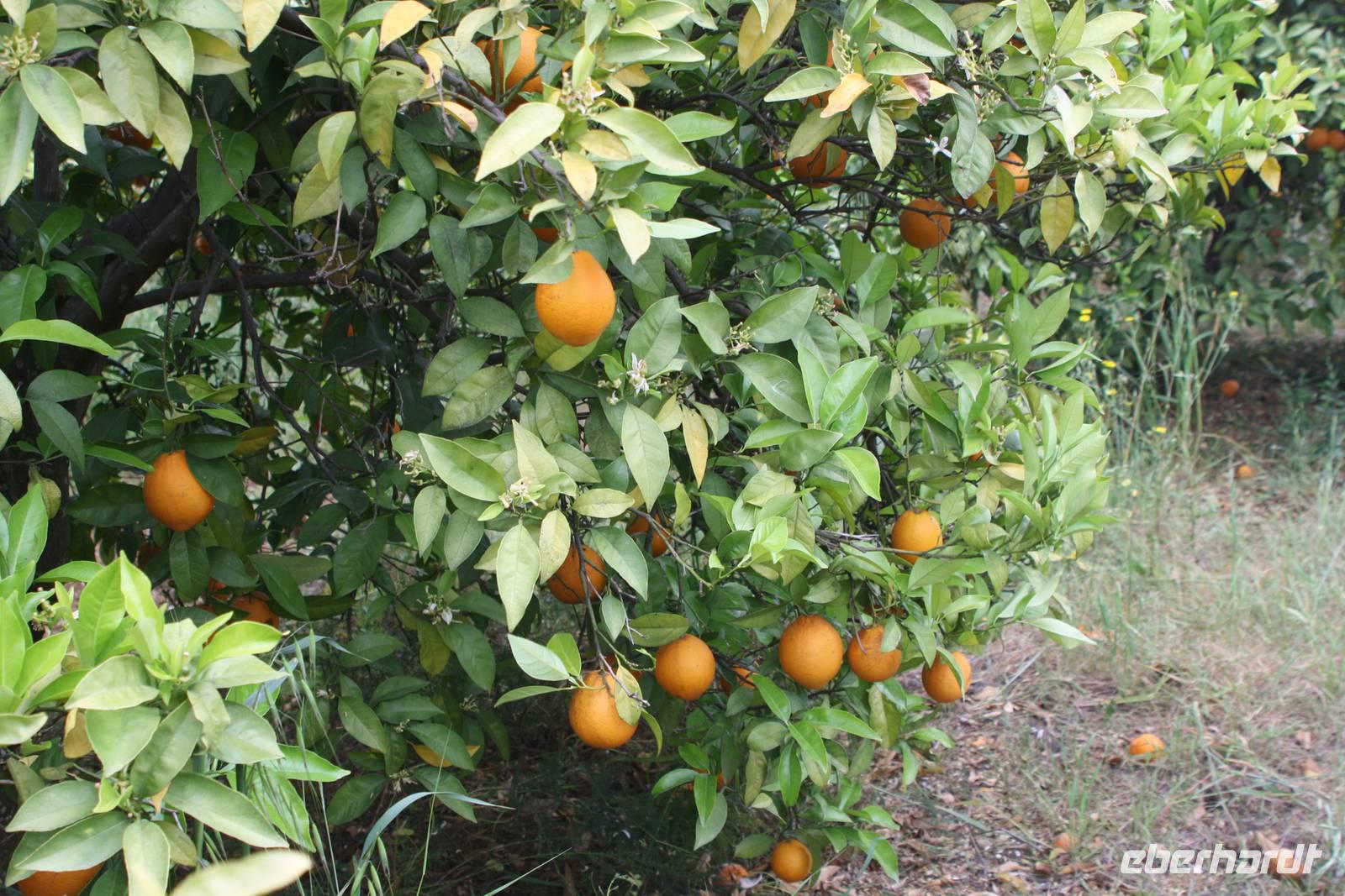 Auf der Orangenplantage_7 &ndash; &copy; Thomas Mühlbauer (Eberhardt TRAVEL)