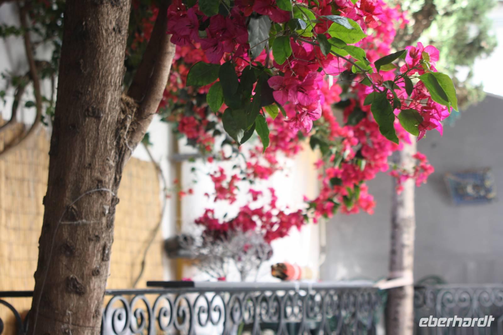 Loule_6 &ndash; &copy; Thomas Mühlbauer (Eberhardt TRAVEL)
