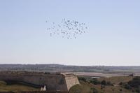 Castro Marim_7 &ndash; &copy; Thomas Mühlbauer (Eberhardt TRAVEL)