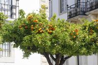 Faro_9 &ndash; &copy; Thomas Mühlbauer (Eberhardt TRAVEL)