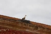 Storchennest &ndash; &copy; Thomas Mühlbauer (Eberhardt TRAVEL)