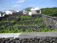 Weinanbau auf Terceira &ndash; &copy; Annette Zocher (Eberhardt TRAVEL)