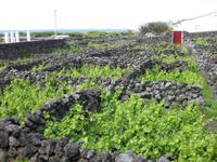 Weinanbau auf Terceira &ndash; &copy; Annette Zocher (Eberhardt TRAVEL)