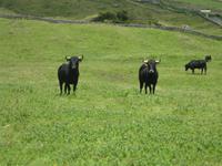 Die schwarzen Stiere von Terceira &ndash; &copy; Annette Zocher (Eberhardt TRAVEL)