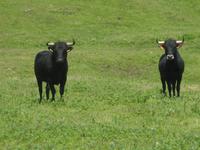 Die schwarzen Stiere von Terceira &ndash; &copy; Annette Zocher (Eberhardt TRAVEL)