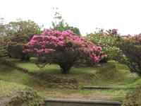 Azalee in Furnas &ndash; &copy; Annette Zocher (Eberhardt TRAVEL)