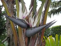 Strelizie &ndash; &copy; Annette Zocher (Eberhardt TRAVEL)