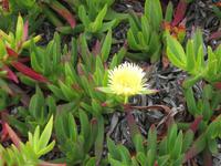 Mittagsblume &ndash; &copy; Annette Zocher (Eberhardt TRAVEL)