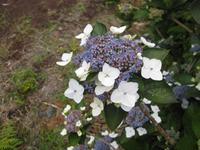 Tellerhortensie &ndash; &copy; Annette Zocher (Eberhardt TRAVEL)