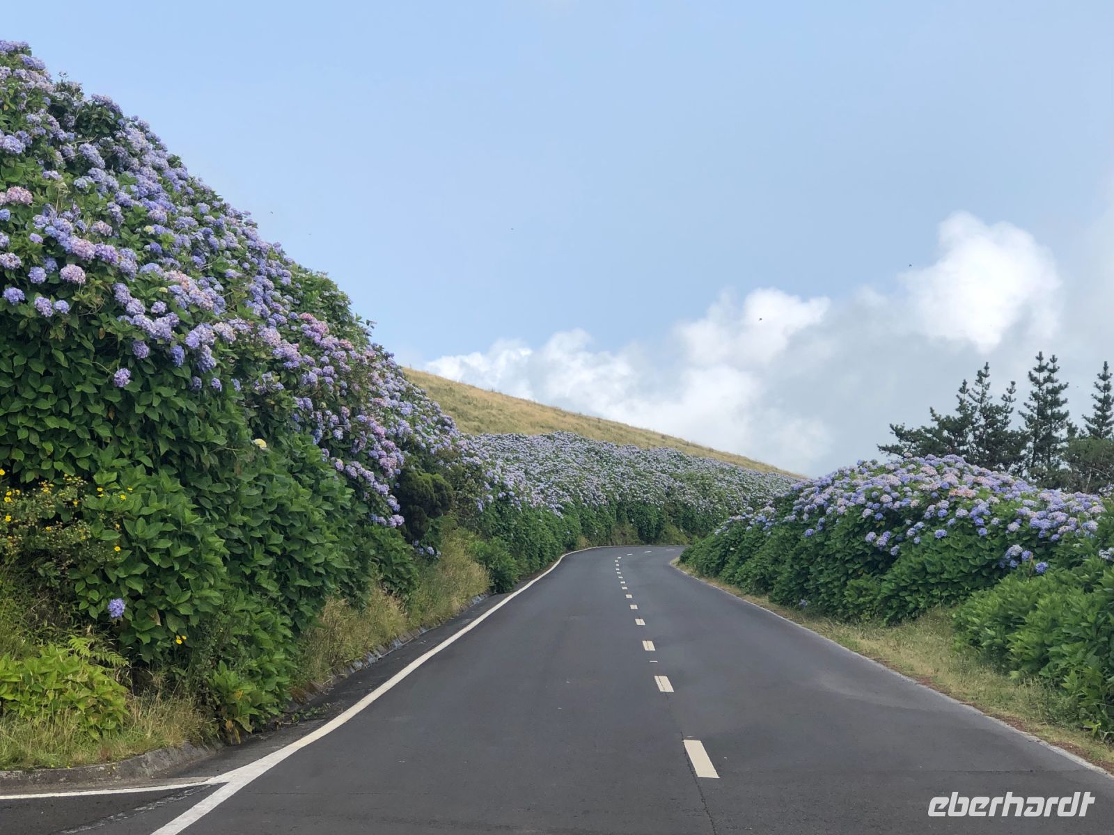 Hortensien - Azoren - Faial &ndash; &copy; Sabine Letzybyll (Eberhardt TRAVEL)