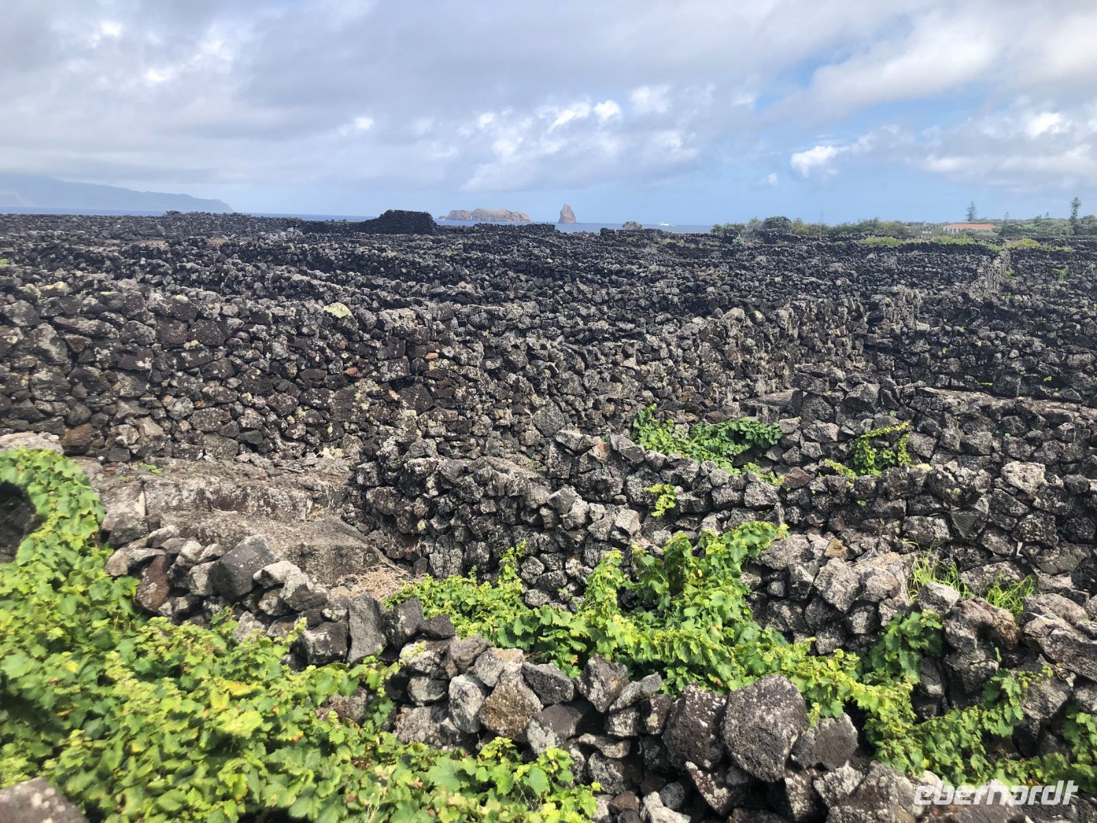 Pico Azoren &ndash; &copy; Sabine Letzybyll (Eberhardt TRAVEL)