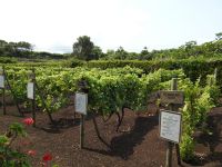 Weingut Terceira Azoren &ndash; &copy; Sabine Letzybyll (Eberhardt TRAVEL)