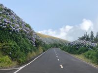 Hortensien - Azoren - Faial &ndash; &copy; Sabine Letzybyll (Eberhardt TRAVEL)