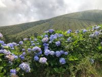 Hortensien - Azoren - Faial &ndash; &copy; Sabine Letzybyll (Eberhardt TRAVEL)