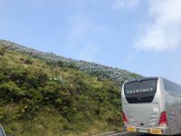 Hortensien - Azoren - Faial &ndash; &copy; Sabine Letzybyll (Eberhardt TRAVEL)