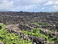 Pico Azoren &ndash; &copy; Sabine Letzybyll (Eberhardt TRAVEL)