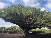 Pico &ndash; &copy; Sabine Letzybyll (Eberhardt TRAVEL)