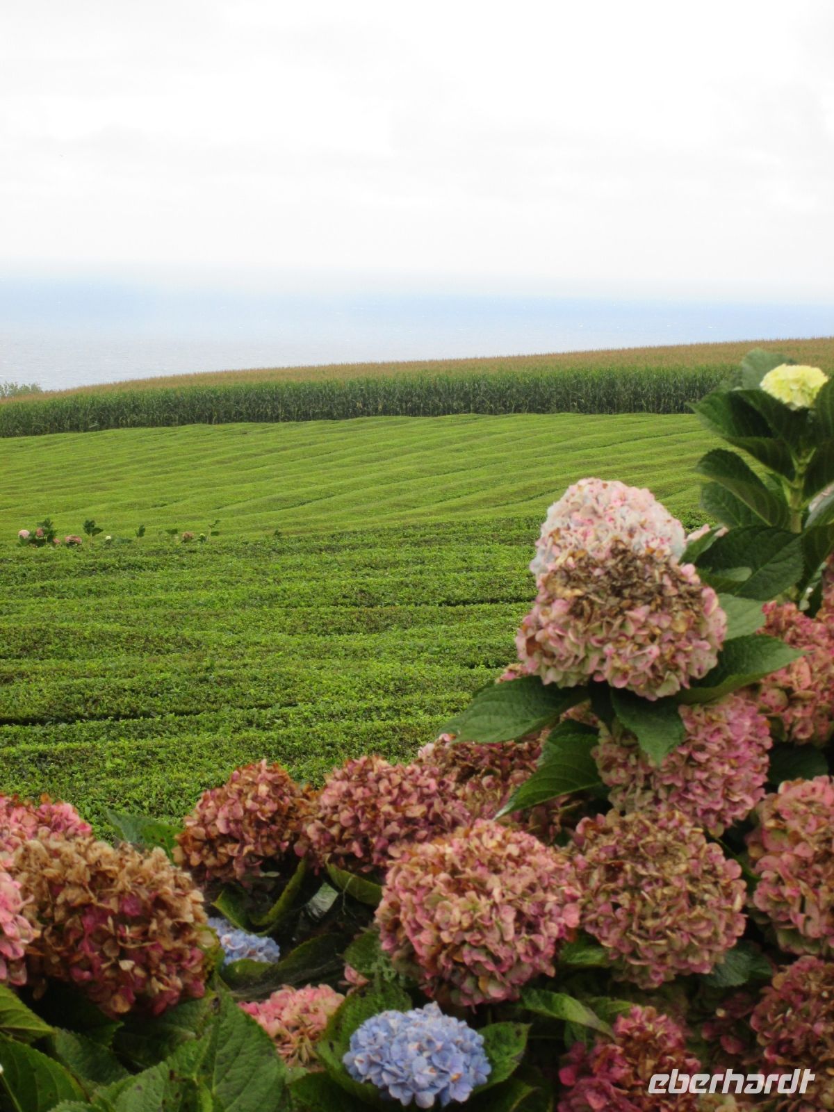 Teeplantage Gorreana &ndash; &copy; Heike Heinen (Eberhardt TRAVEL)