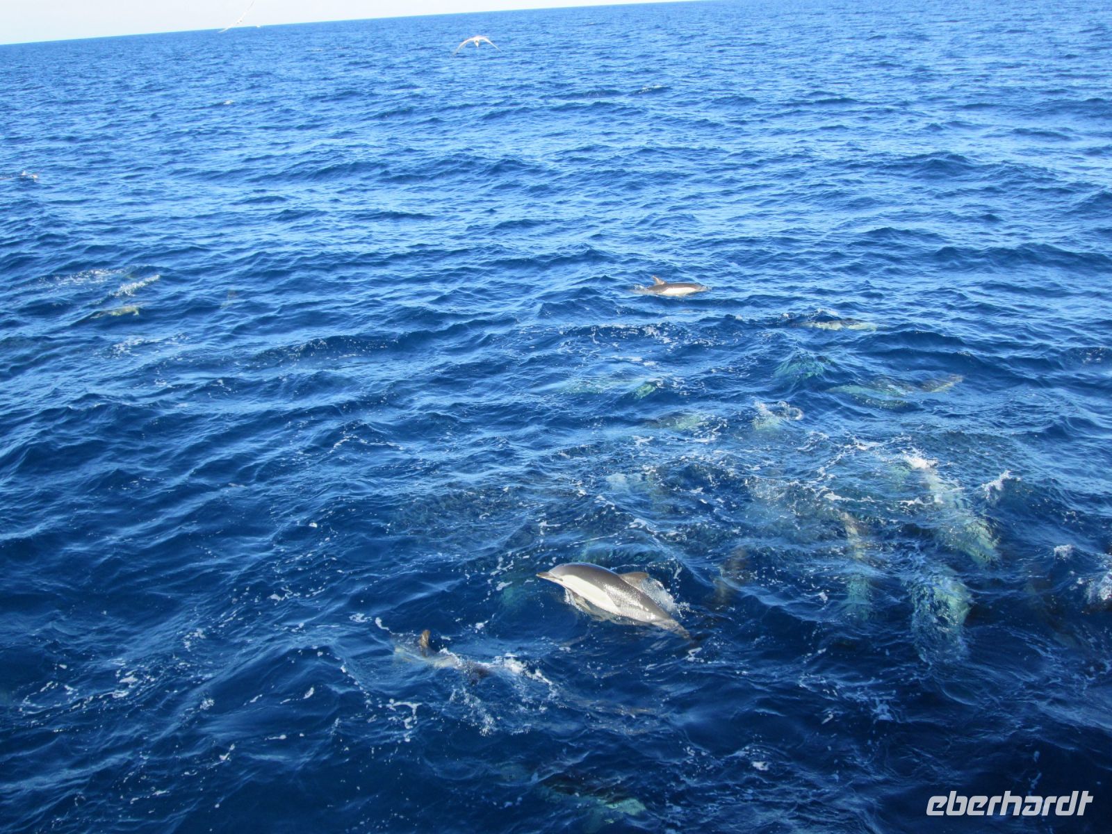 Delphin &ndash; &copy; Heike Heinen (Eberhardt TRAVEL)