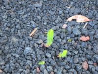 ...neues Leben &ndash; &copy; Heike Heinen (Eberhardt TRAVEL)