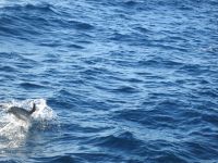 Delphin &ndash; &copy; Heike Heinen (Eberhardt TRAVEL)