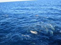 Delphin &ndash; &copy; Heike Heinen (Eberhardt TRAVEL)