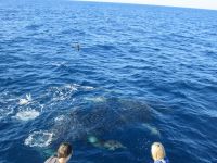 Delphin &ndash; &copy; Heike Heinen (Eberhardt TRAVEL)