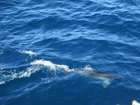 Delphin &ndash; &copy; Heike Heinen (Eberhardt TRAVEL)