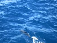 Delphin &ndash; &copy; Heike Heinen (Eberhardt TRAVEL)
