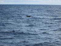  Fluke eines Pottwals &ndash; &copy; Heike Heinen (Eberhardt TRAVEL)