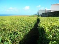 Teeplantage &ndash; &copy; Steffen Mucke (Eberhardt TRAVEL)