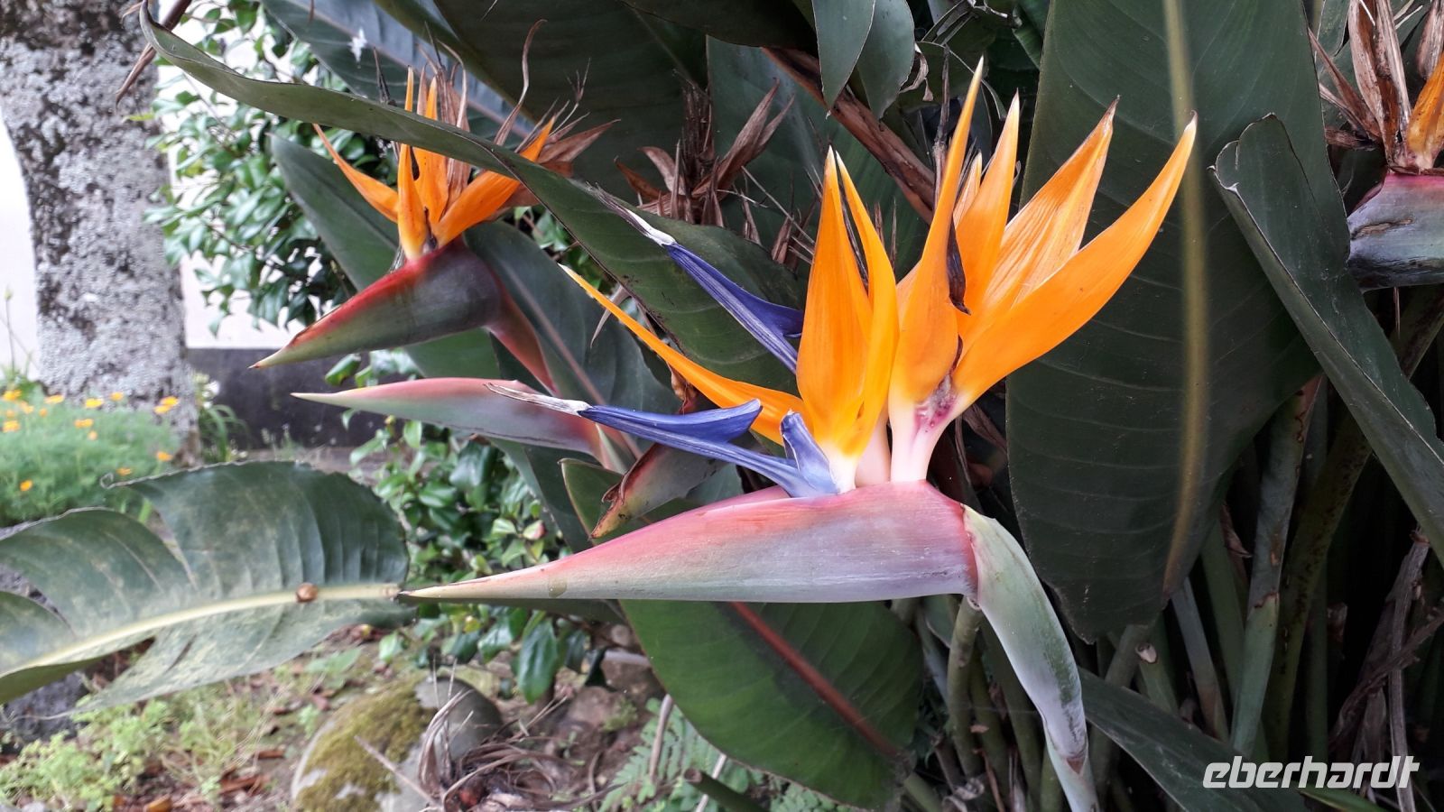 Paradiesblume &ndash; &copy; Julia Kies (Eberhardt TRAVEL)