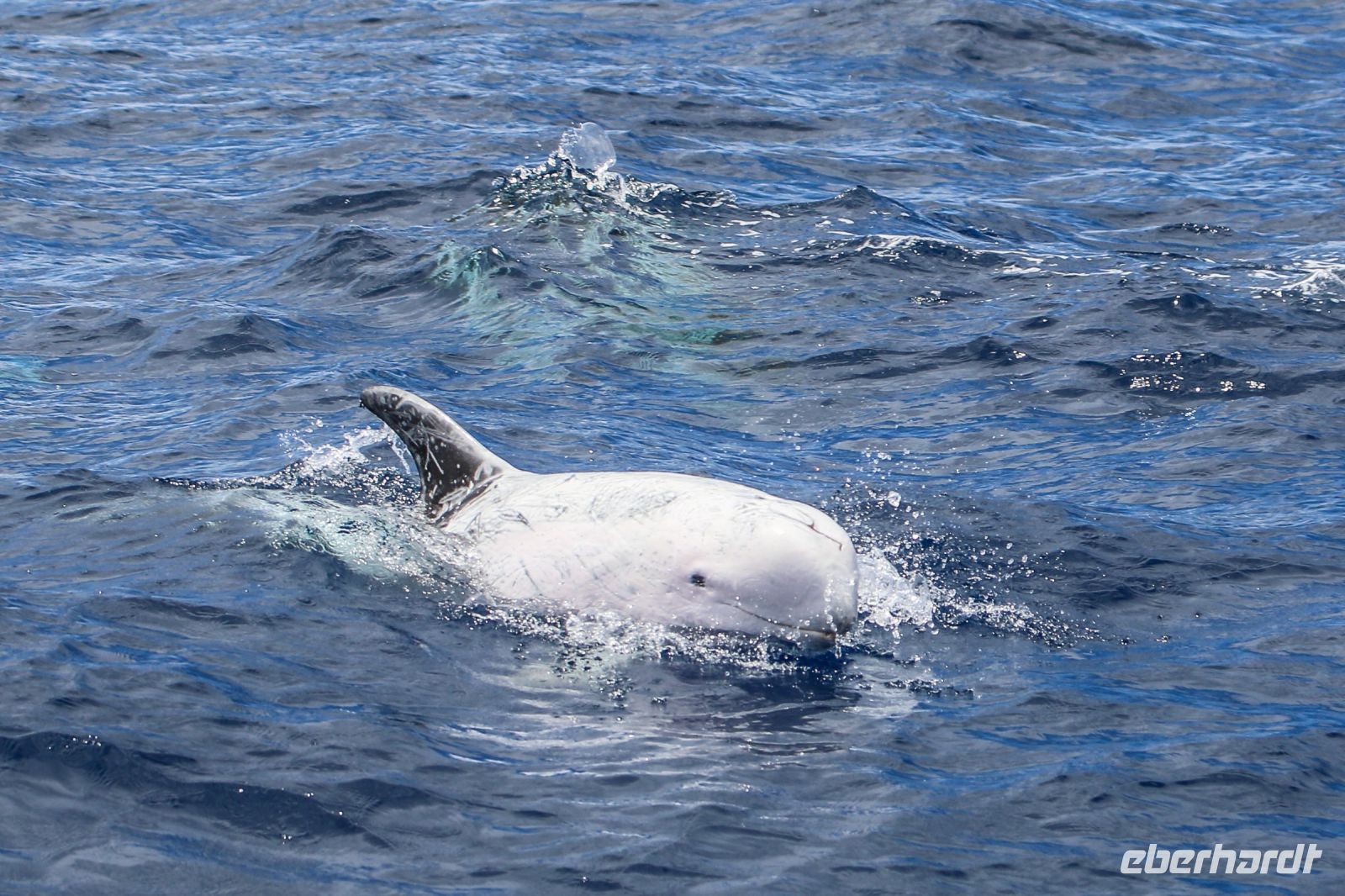 Rundkopfdelfin &ndash; &copy; Julia Kies (Eberhardt TRAVEL)