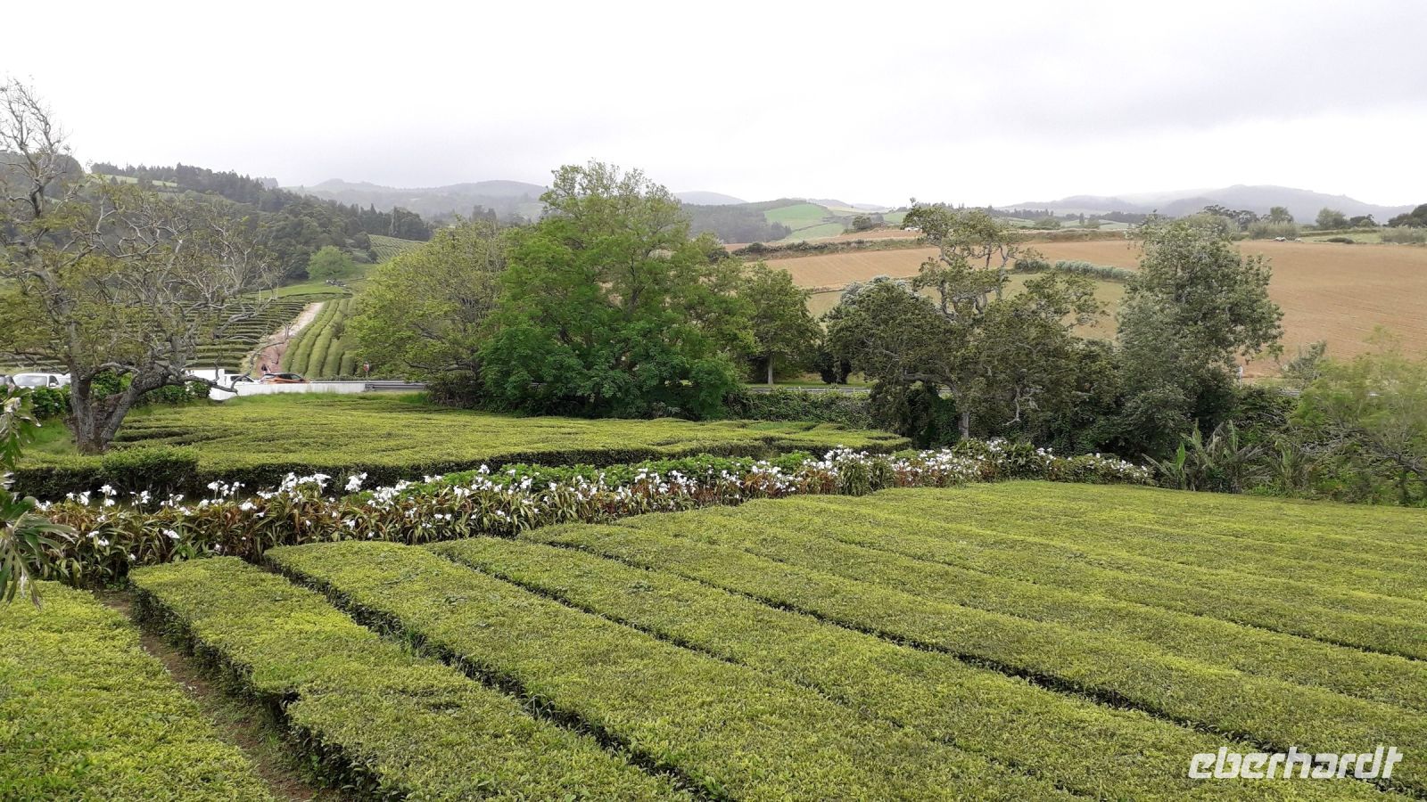 Die Teeplantage &ndash; &copy; Julia Kies (Eberhardt TRAVEL)