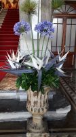 Schwarze Strelitzien unten in der Vase &ndash; &copy; Julia Kies (Eberhardt TRAVEL)