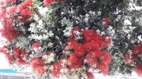 Der Neuseeländische Weihnachtsbaum &ndash; &copy; Julia Kies (Eberhardt TRAVEL)