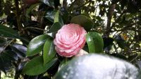 Kamelienblüte &ndash; &copy; Julia Kies (Eberhardt TRAVEL)