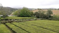 Die Teeplantage &ndash; &copy; Julia Kies (Eberhardt TRAVEL)