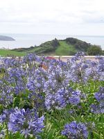 Sao Miguel - Blütenpracht &ndash; &copy; Wolfgang Balling (Eberhardt TRAVEL)
