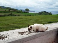 Sao Miguel - Zufriedene Katze &ndash; &copy; Wolfgang Balling (Eberhardt TRAVEL)