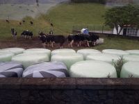 Sao Miguel - Melkstation &ndash; &copy; Wolfgang Balling (Eberhardt TRAVEL)