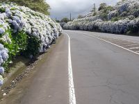Sao Miguel - Hortensienallee &ndash; &copy; Wolfgang Balling (Eberhardt TRAVEL)