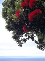 Faial - Blütenpracht &ndash; &copy; Wolfgang Balling (Eberhardt TRAVEL)