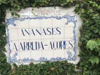 Ananas &ndash; &copy; Irmela Körner (Eberhardt TRAVEL)