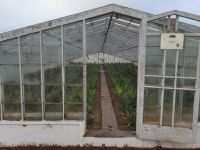 Ananas Plantage Azoren @ Anette Rietz EHT &ndash; &copy; Anette Rietz (Eberhardt TRAVEL)