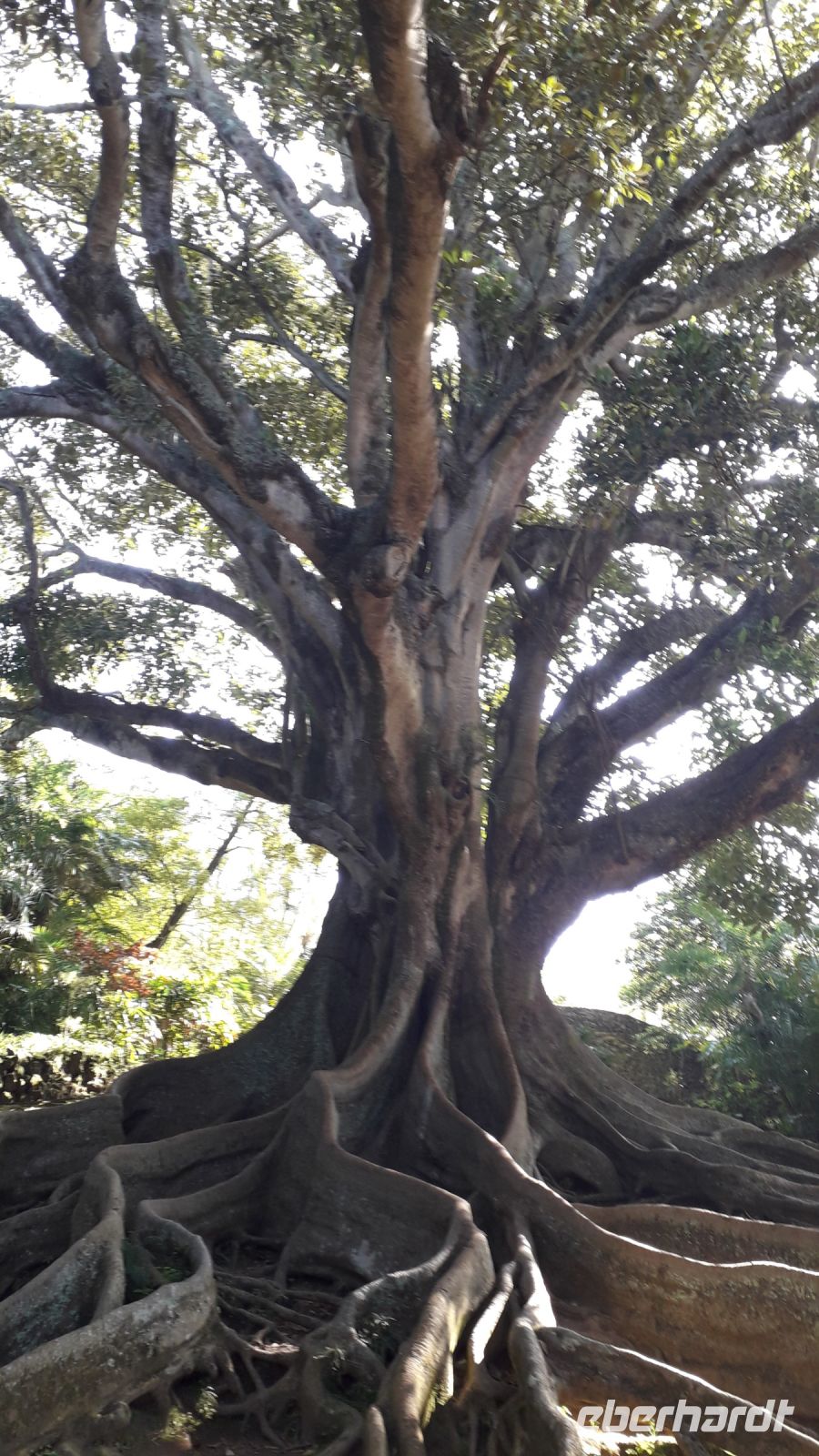 Der Feigenbaum &ndash; &copy; Julia Kies (Eberhardt TRAVEL)