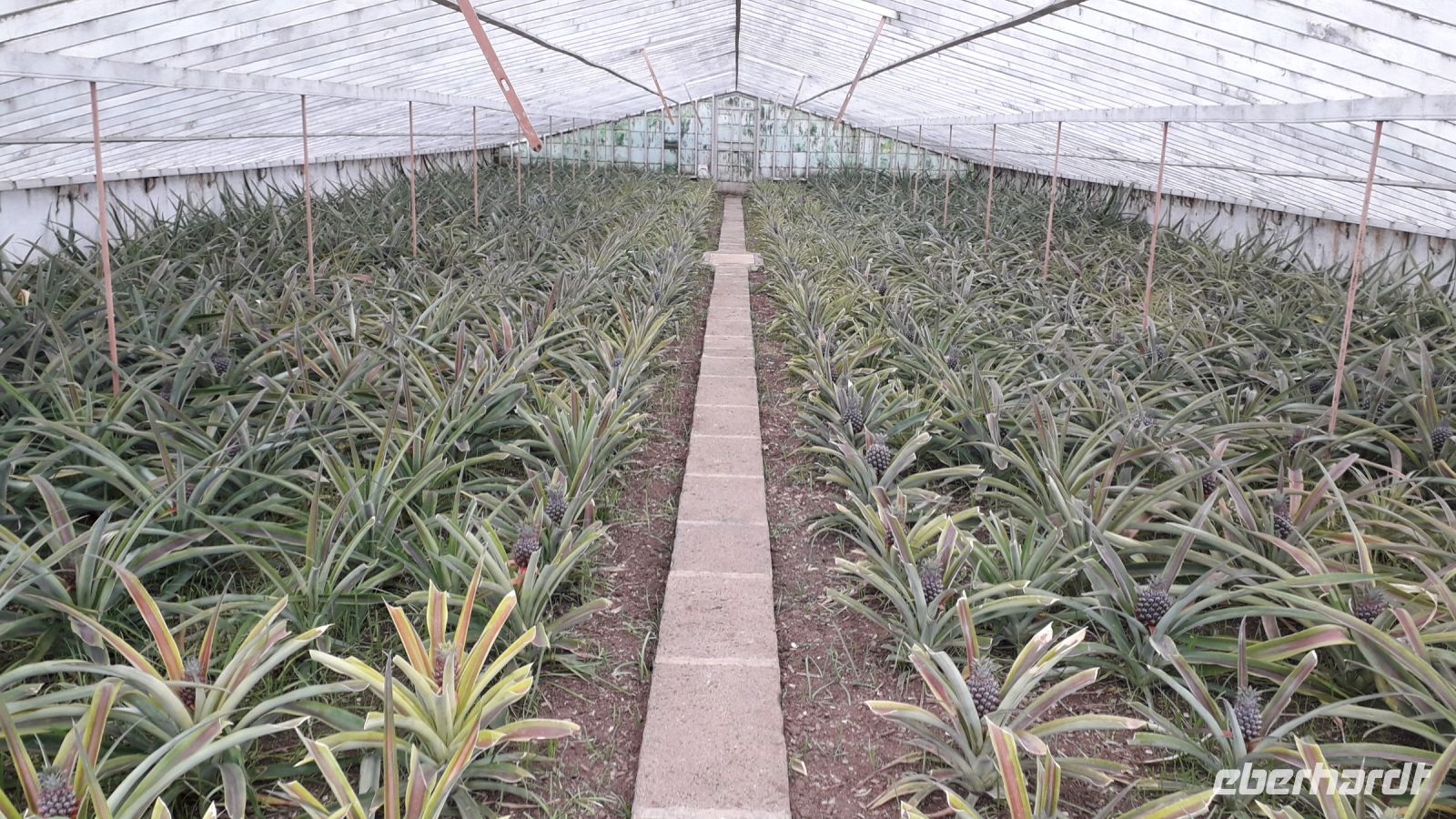 Die Ananasplantage &ndash; &copy; Julia Kies (Eberhardt TRAVEL)