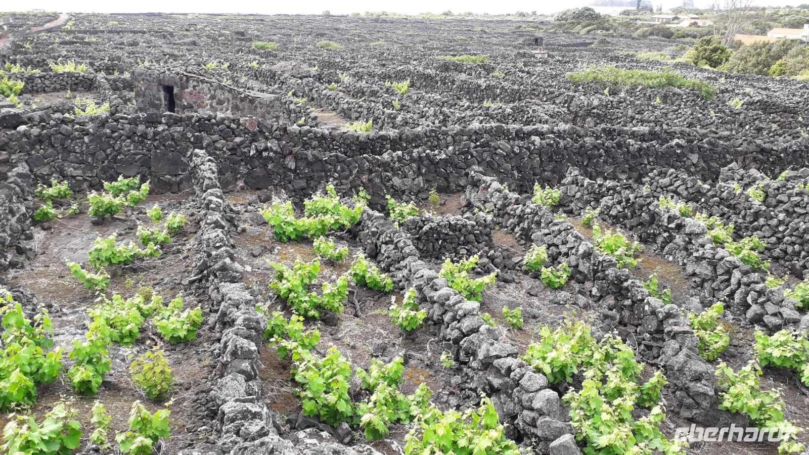 Lava-Weinanbaugebiet &ndash; &copy; Julia Kies (Eberhardt TRAVEL)