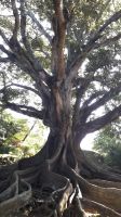 Der Feigenbaum &ndash; &copy; Julia Kies (Eberhardt TRAVEL)